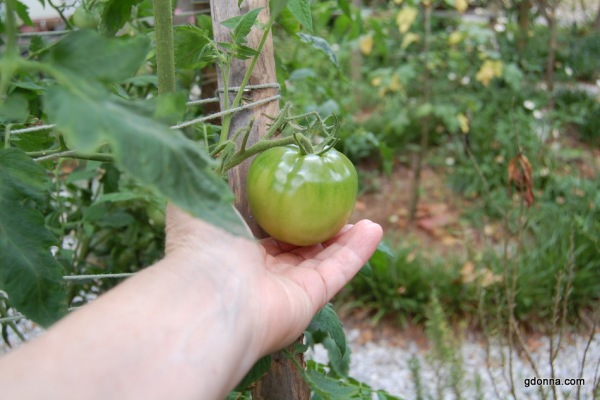 Mid June Garden Update